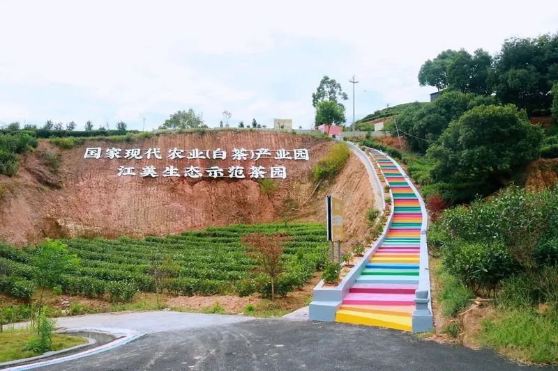 有关于点头镇江美村：大力发展茶产业，助力乡村振兴的资讯(4)