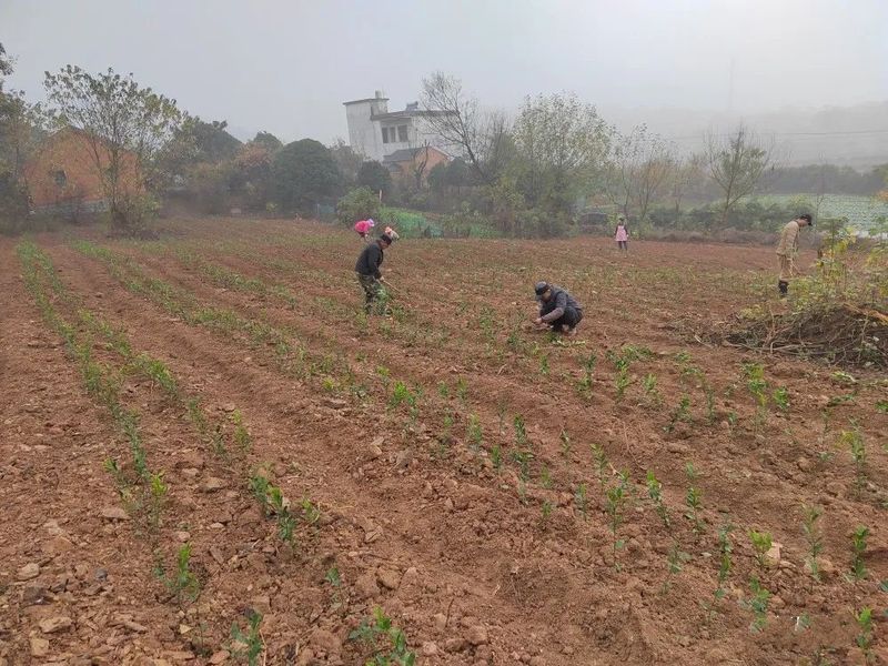 有关于银屏镇:立足茶叶产业 打好乡村振兴“特色牌”的相关内容