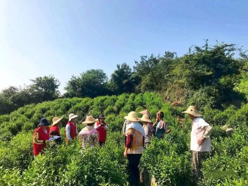 有关于银屏镇:立足茶叶产业 打好乡村振兴“特色牌”的相关内容(3)