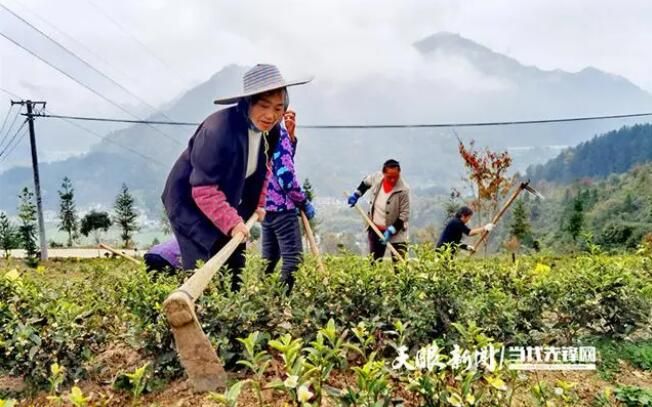 有关于绥阳县：冬季茶园管护正当时的相关内容(1)