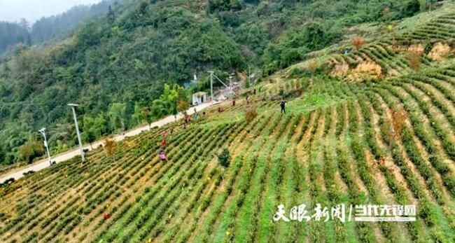 有关于绥阳县：冬季茶园管护正当时的相关内容(3)