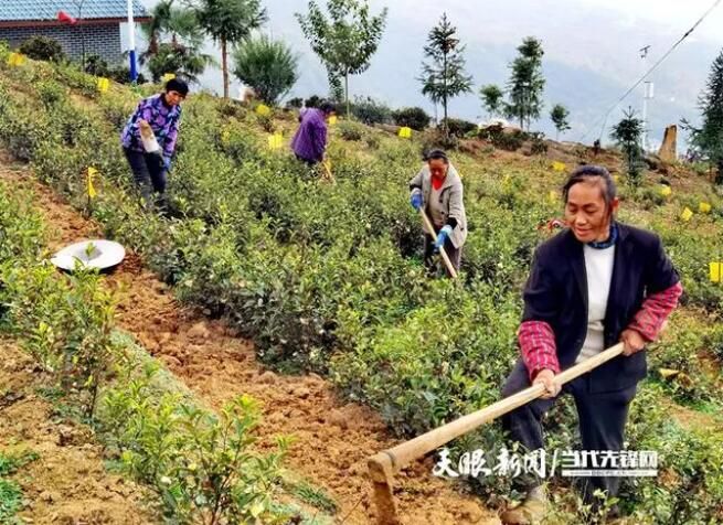 有关于绥阳县：冬季茶园管护正当时的相关内容(2)