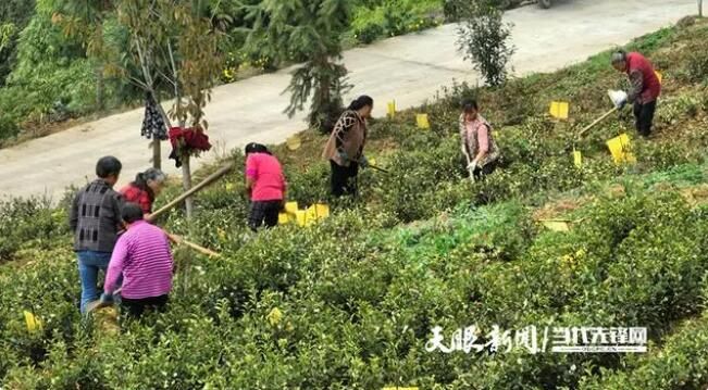 有关于绥阳县：冬季茶园管护正当时的相关内容