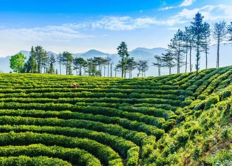 有关于镇巴：做大做强茶旅融合产业，打造陕南生态经济示范县的相关信息(1)