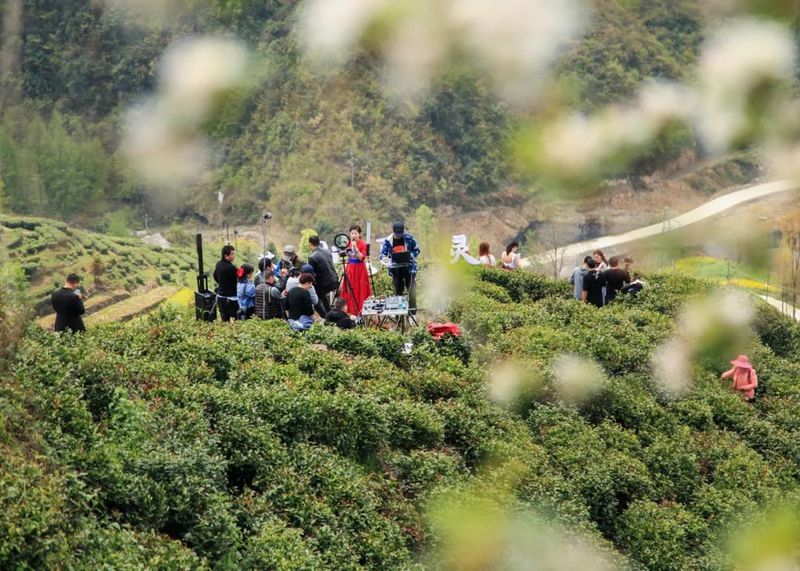 有关于镇巴：做大做强茶旅融合产业，打造陕南生态经济示范县的相关信息(2)