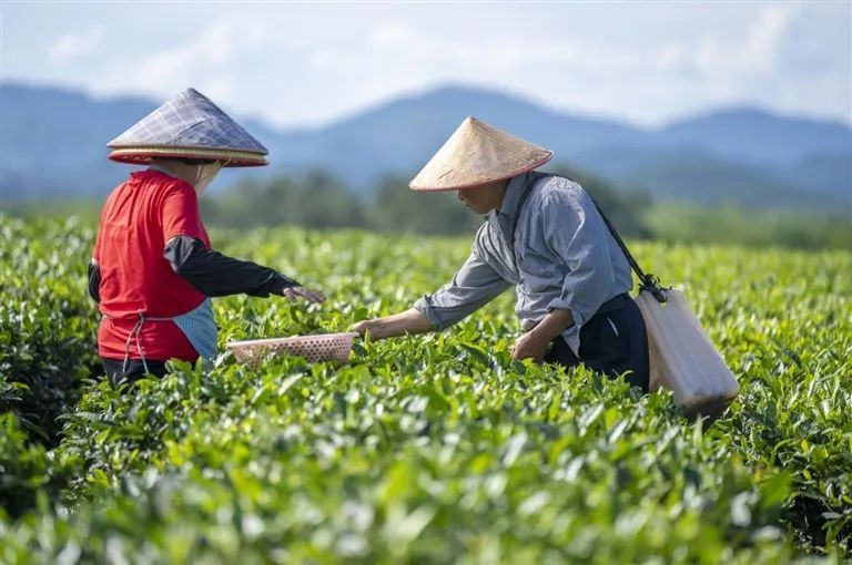 关于海垦茶业绿色转型，千亩茶叶变“金叶”的相关内容