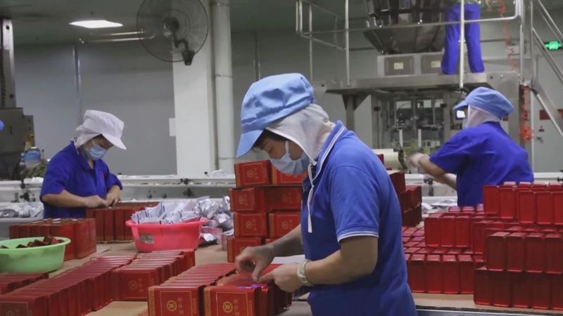 有关于六堡茶产销两旺 1—10月税收同比增长八成的相关内容