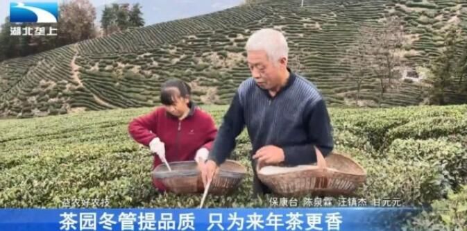 有关于襄阳市保康县:茶园冬管提品质 只为来年茶更香的最新消息(1)
