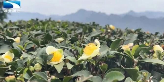 有关于襄阳市保康县:茶园冬管提品质 只为来年茶更香的最新消息