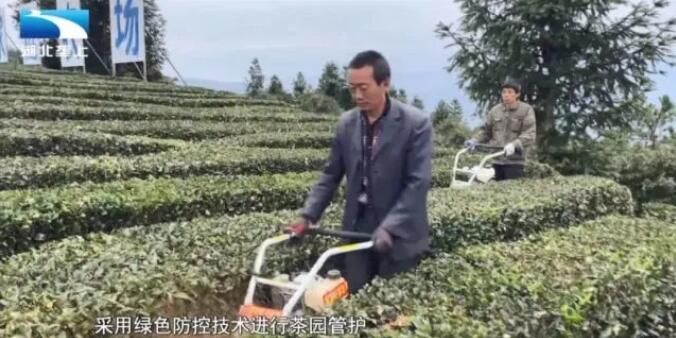 有关于襄阳市保康县:茶园冬管提品质 只为来年茶更香的最新消息(2)