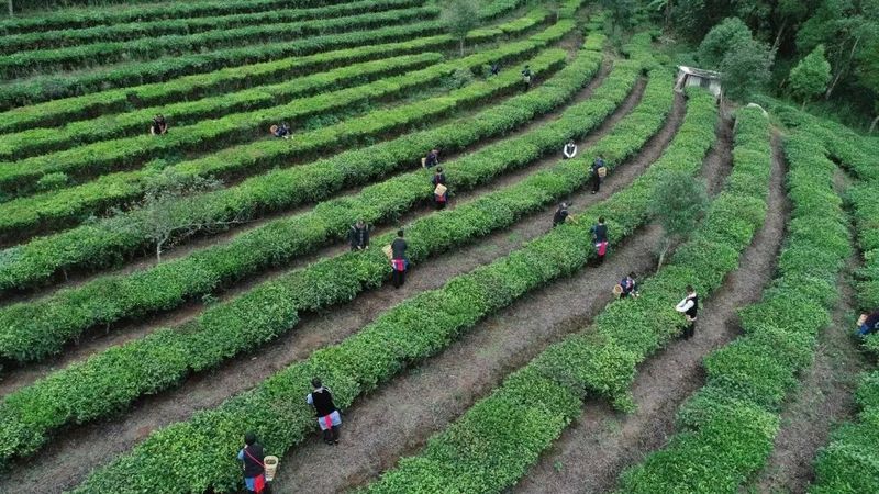 关于寻迹:开卷寻“普洱” 书中品“茶韵”的新闻(5)
