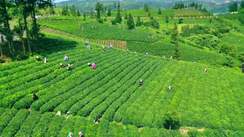 关于普安：18.3万亩茶园全面开启“冬管”模式 助力春茶采收提质增效的信息(4)