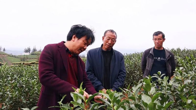 关于普安：18.3万亩茶园全面开启“冬管”模式 助力春茶采收提质增效的信息(1)