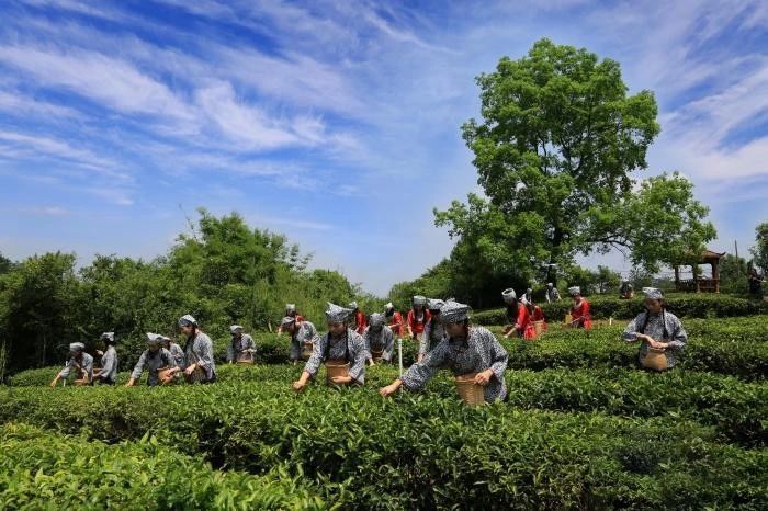 关于广西六堡茶“加冕”后时代：如何从畅销国内迈向行销全球？的新闻(1)