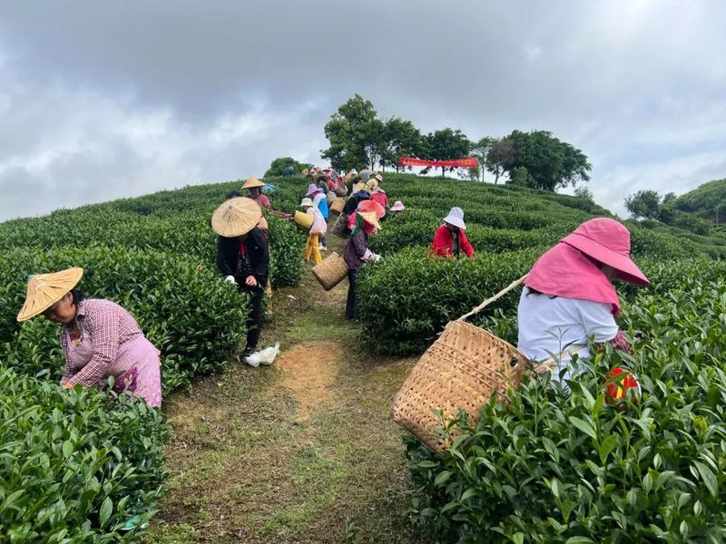 有关于2022年11月茶行业资讯汇总的新闻(7)