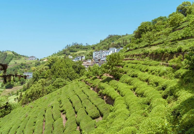 有关于2022年11月茶行业资讯汇总的新闻(10)