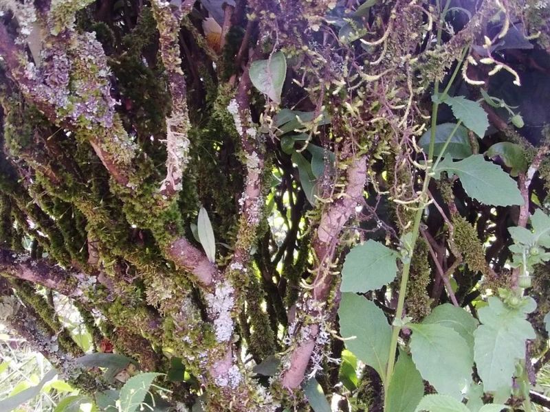 关于镇沅茶山箐——古茶飘香山歌甜的相关信息(2)