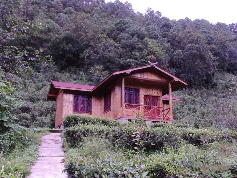 关于镇沅茶山箐——古茶飘香山歌甜的相关信息