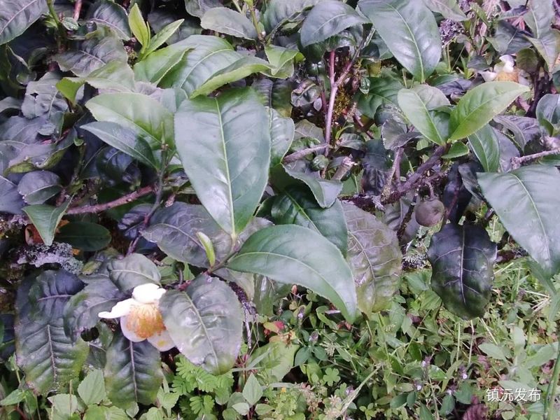 关于镇沅茶山箐——古茶飘香山歌甜的相关信息(3)