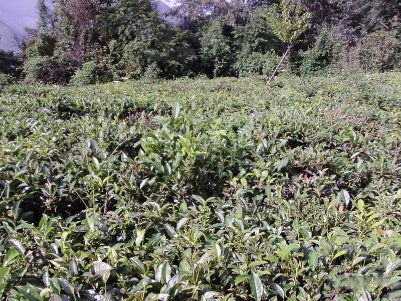 关于镇沅茶山箐——古茶飘香山歌甜的相关信息(1)