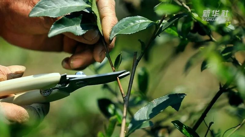 关于在安溪茶园感受铁观音的制茶技艺的最新消息(3)