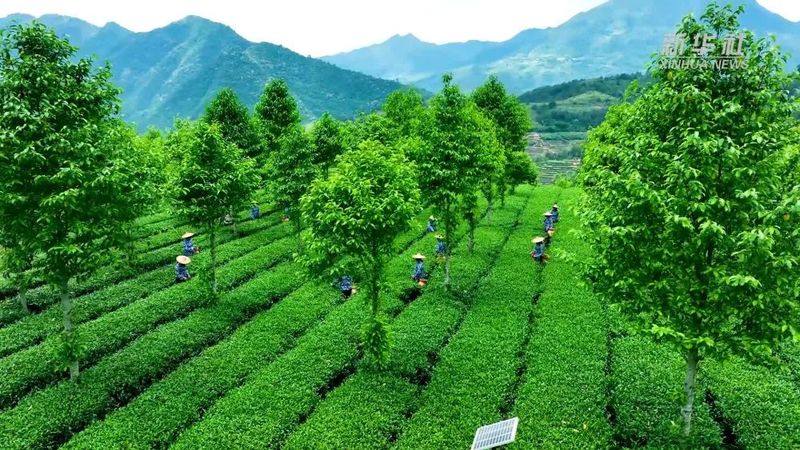 关于在安溪茶园感受铁观音的制茶技艺的最新消息(1)
