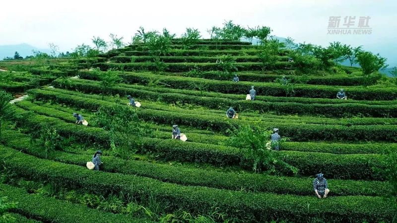 关于在安溪茶园感受铁观音的制茶技艺的最新消息