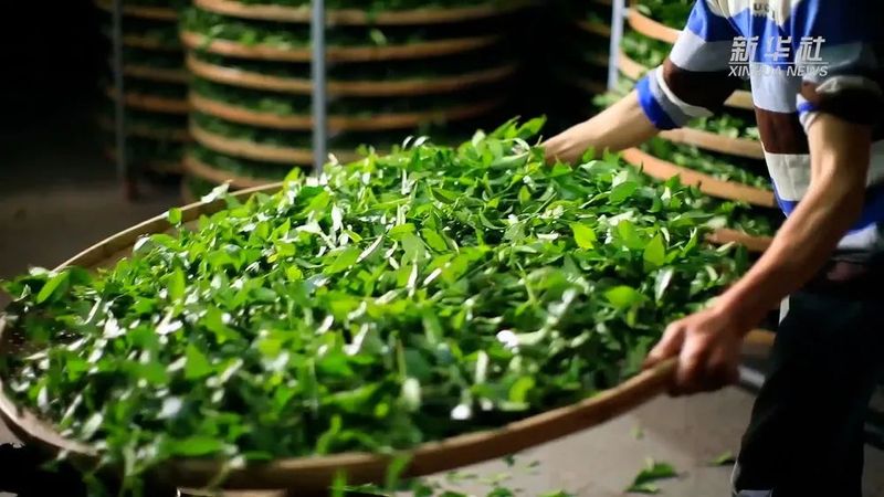 关于在安溪茶园感受铁观音的制茶技艺的最新消息(2)