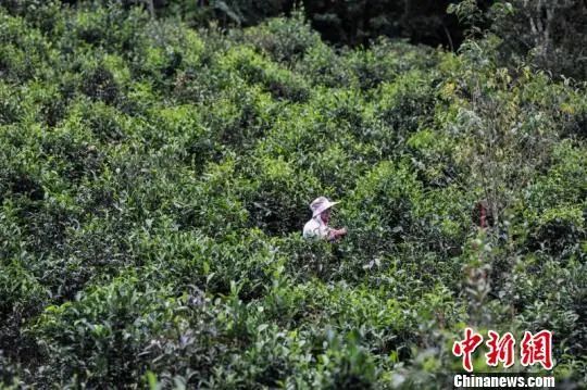 有关于云南立法保护百岁以上古茶树,禁止外国人采集收购古茶树种质资源!的信息(3)