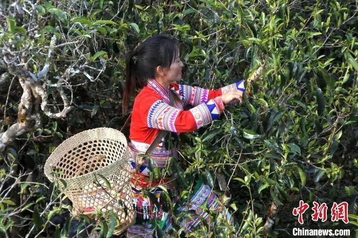 有关于云南立法保护百岁以上古茶树,禁止外国人采集收购古茶树种质资源!的信息