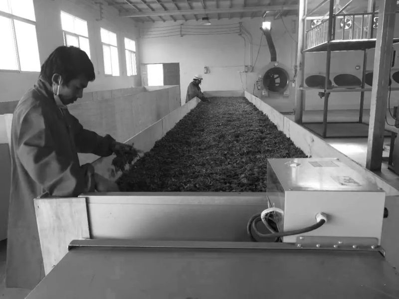 有关于沧源:小茶叶“变身”富民产业铺就乡村振兴路的相关信息(11)