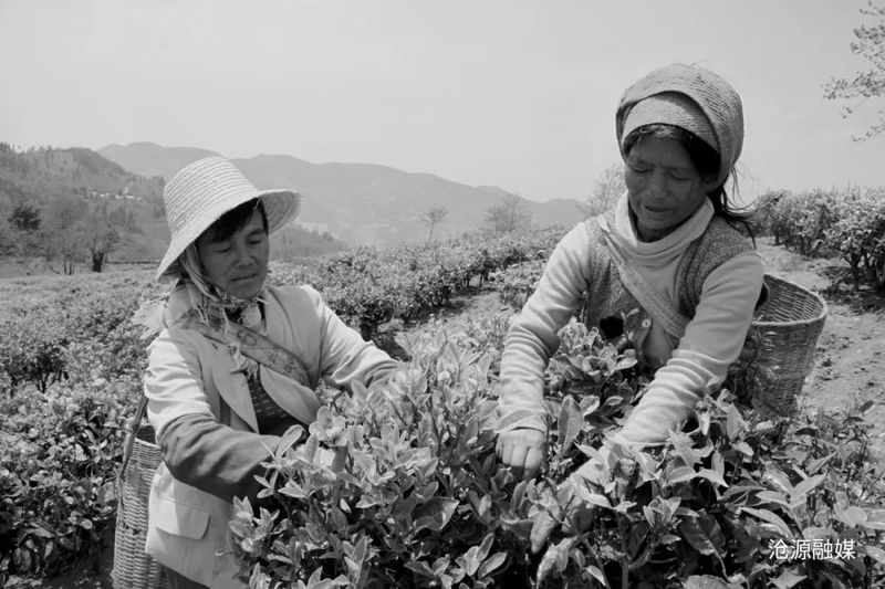 有关于沧源:小茶叶“变身”富民产业铺就乡村振兴路的相关信息(8)