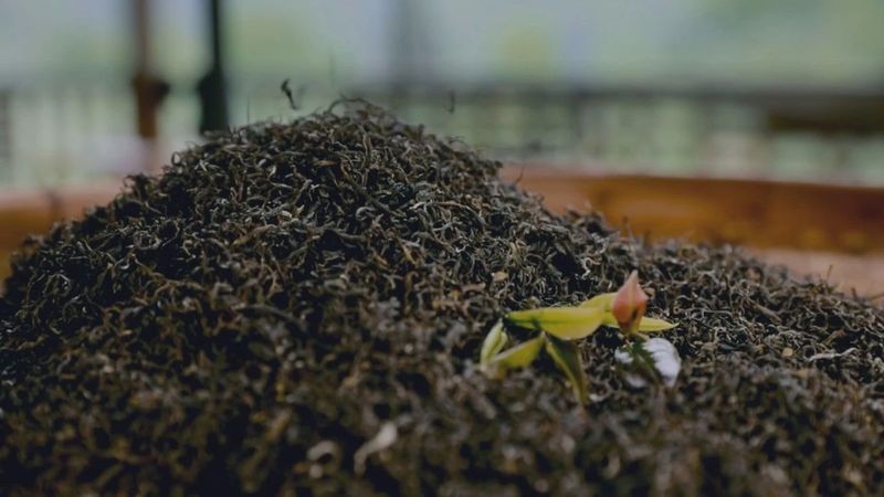 有关于以六堡茶品牌为航母 打造龙头企业集群发展的战斗力以六堡茶品牌为航母的内容(3)