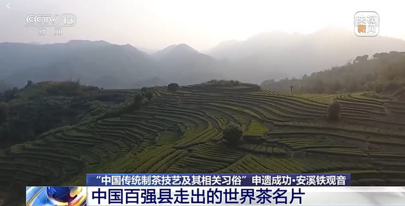 关于央视:再度聚焦安溪铁观音!的消息