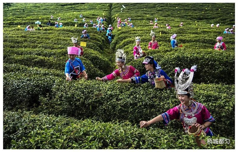有关于记者探访都匀毛尖茶制作技艺的内容(2)