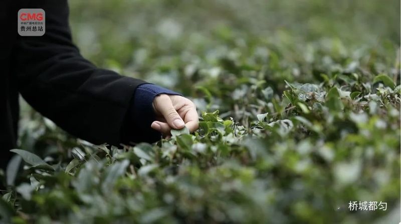 有关于记者探访都匀毛尖茶制作技艺的内容