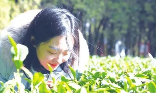 关于夏庄镇:小茶叶 大产业的资讯