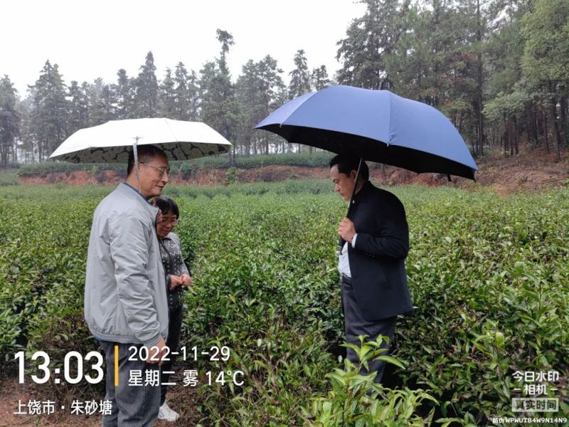 有关于江西省蚕桑茶叶研究所研究员杨普香考察上饶茶产业基地的相关信息(2)