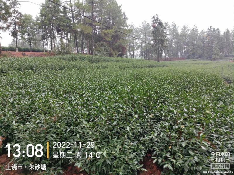 有关于江西省蚕桑茶叶研究所研究员杨普香考察上饶茶产业基地的相关信息(3)