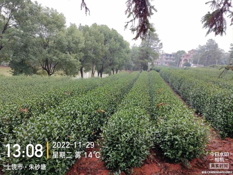 有关于江西省蚕桑茶叶研究所研究员杨普香考察上饶茶产业基地的相关信息(4)