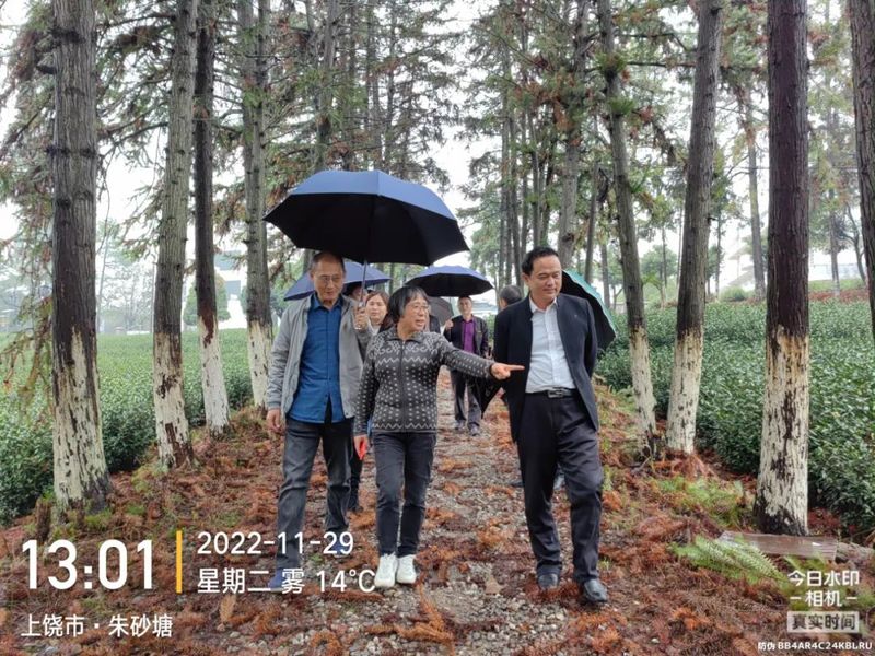有关于江西省蚕桑茶叶研究所研究员杨普香考察上饶茶产业基地的相关信息
