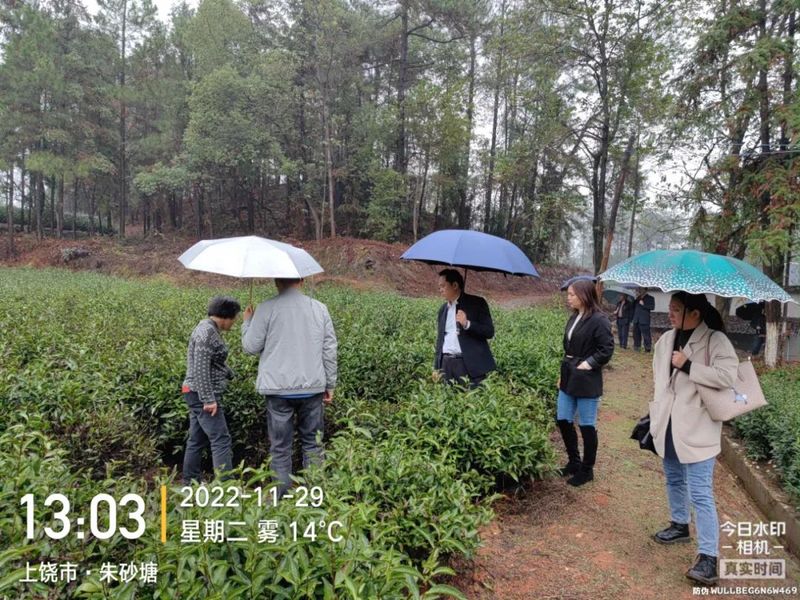 有关于江西省蚕桑茶叶研究所研究员杨普香考察上饶茶产业基地的相关信息(1)