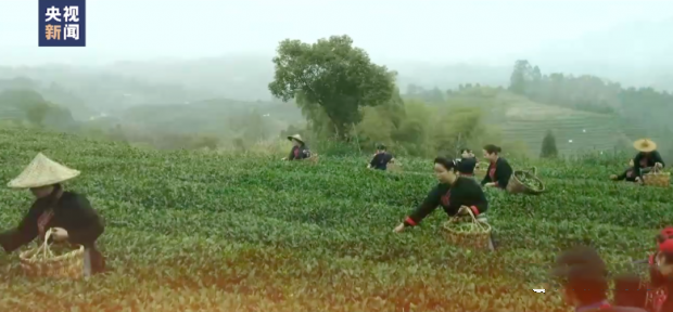 有关于“中国茶”申遗成功!广西六堡茶制作技艺、瑶族油茶习俗入列!的信息(1)