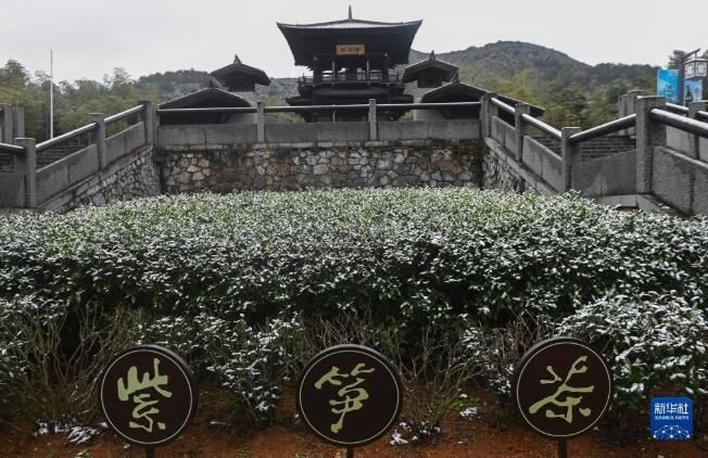 有关于长兴紫笋茶：幽香越千年的新闻