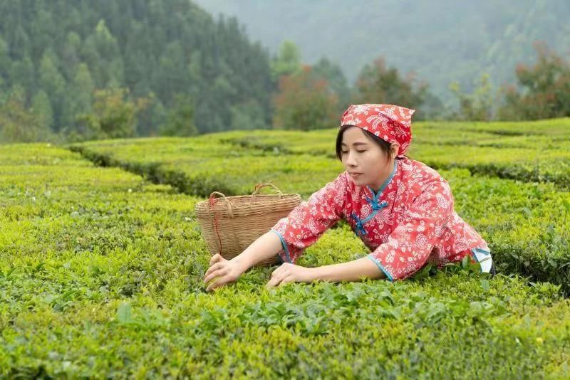 关于“中国茶”成功申遗 广西六堡茶、油茶醇润世界的相关信息