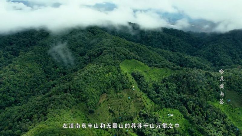 有关于哈尼族与茶的相关信息