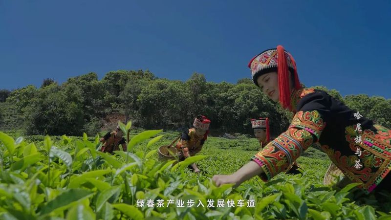 有关于哈尼族与茶的相关信息(4)