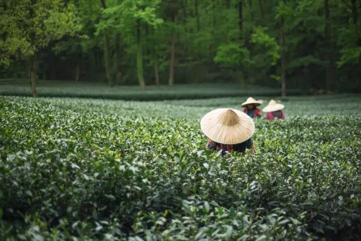 关于为什么是浙江?回望浙江牵头“中国传统制茶技艺及其相关习俗”申遗之路的信息(1)