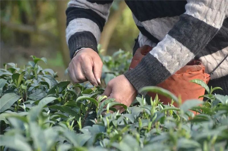 有关于筠连：茶园“冬眠”茶企不闲 大干一百天迎春茶的相关内容(6)