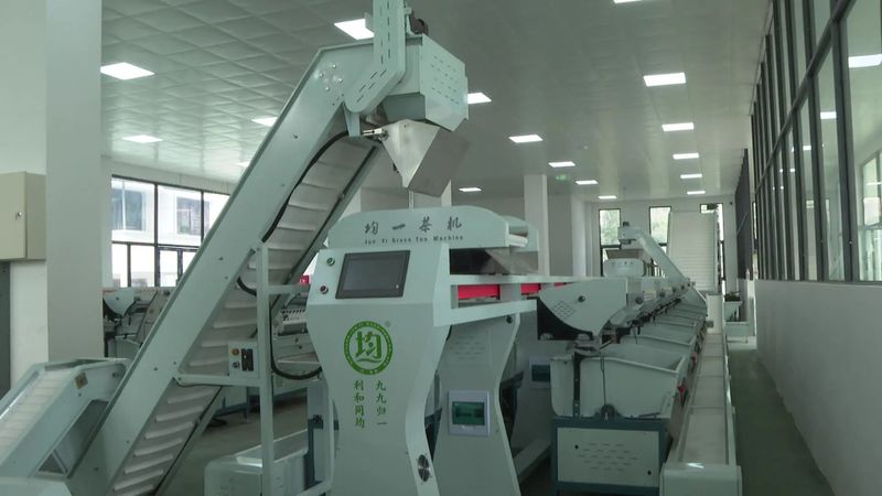 有关于筠连：茶园“冬眠”茶企不闲 大干一百天迎春茶的相关内容(3)
